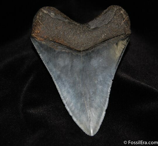 Awesome / Inch Megalodon Tooth - Serrated #63